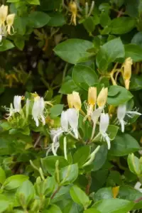 LONICERA japonica ‘Halliana’ / Chèvrefeuille du Japon 'Halliana' - Photo 1