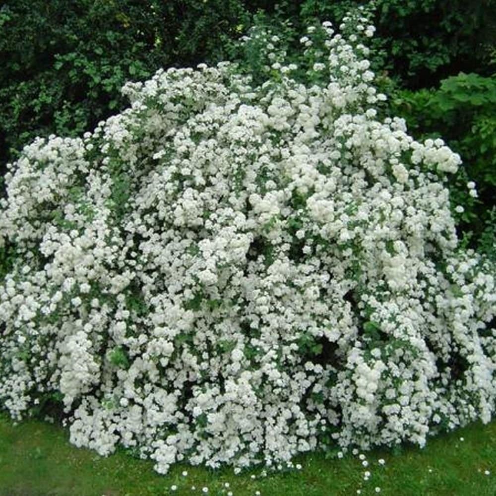Exochorda X macrantha 'The Bride' / Exochorda x macrantha 'The Bride' - Photo 3