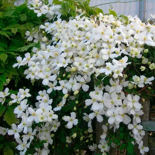 Clématite 'Spooneri' - clematis montana - Photo 3