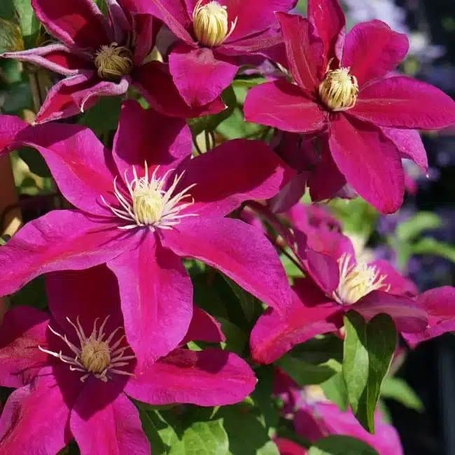 Clématite 'Sunset' - clematis - Photo 2