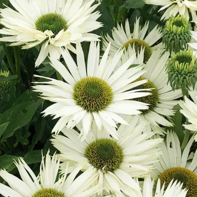 ECHINACEA PURP. 'VIRGIN' / Echinacéa pourpre blanche - Photo 2