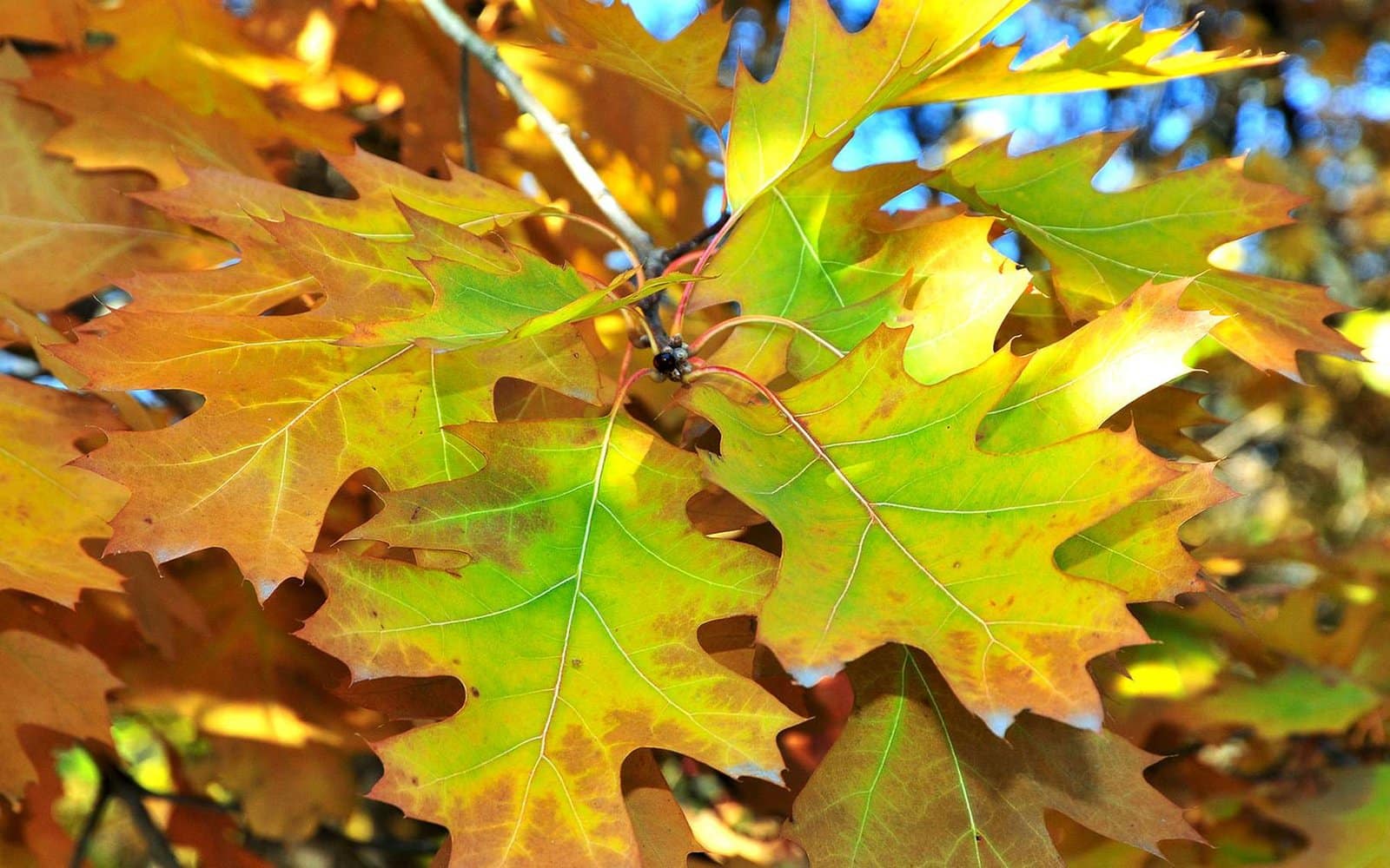QUERCUS palustris / Chêne des marais - Photo 3