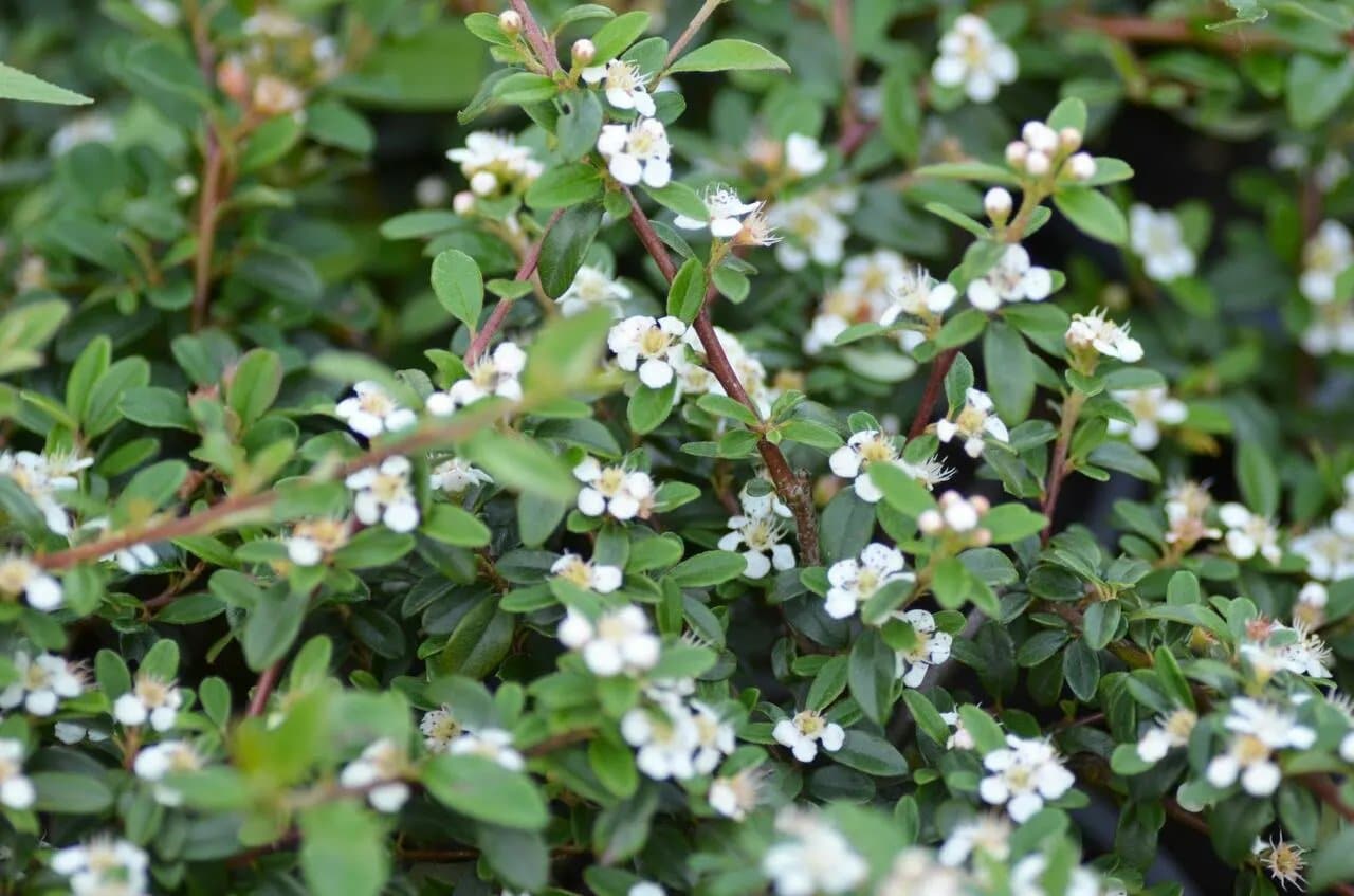 COTONEASTER x suecicus ‘Skogholm’ / Cotonéaster 'Skogholm' - Photo 2