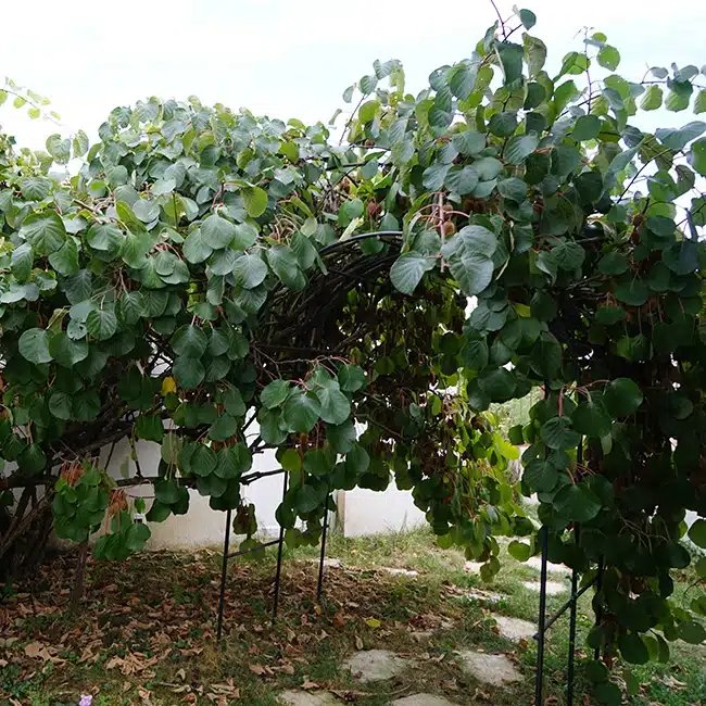 Kiwi femelle 'Kiwidoo®' - actinidia chinensis - Photo 3