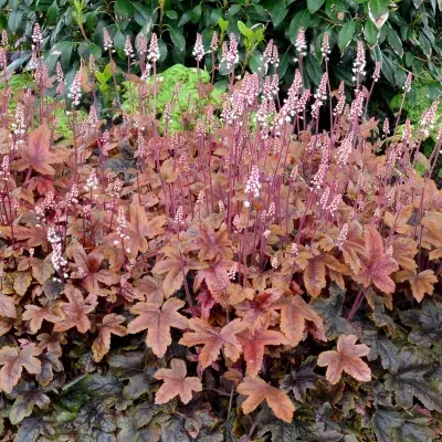 HEUCHERELLA 'BRASS LANTERN' / Heuchérelle
