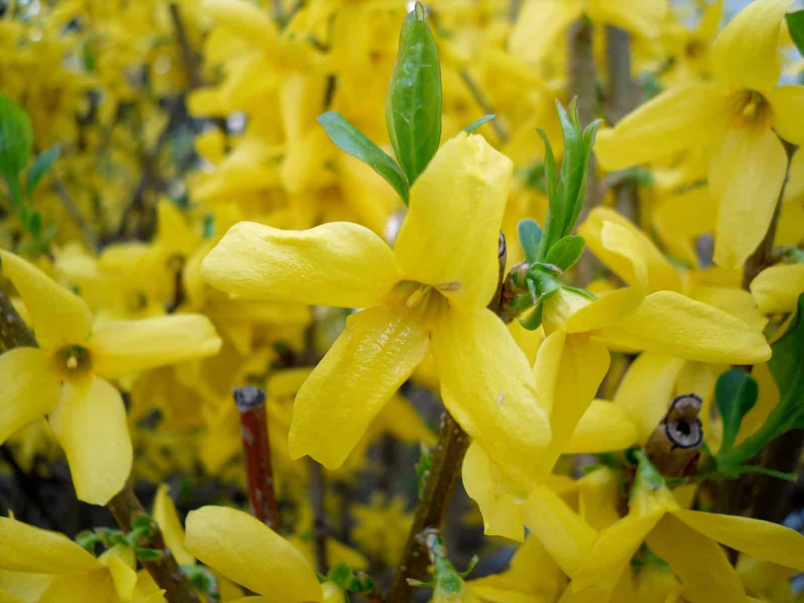FORSYTHIA x intermedia ‘Lynwood’ / Forsythia - Photo 2