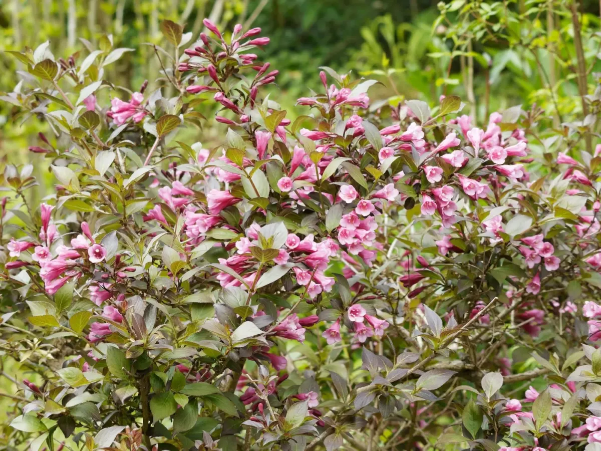 WEIGELA florida 'Victoria' / Weigela florida 'Victoria' - Photo 2