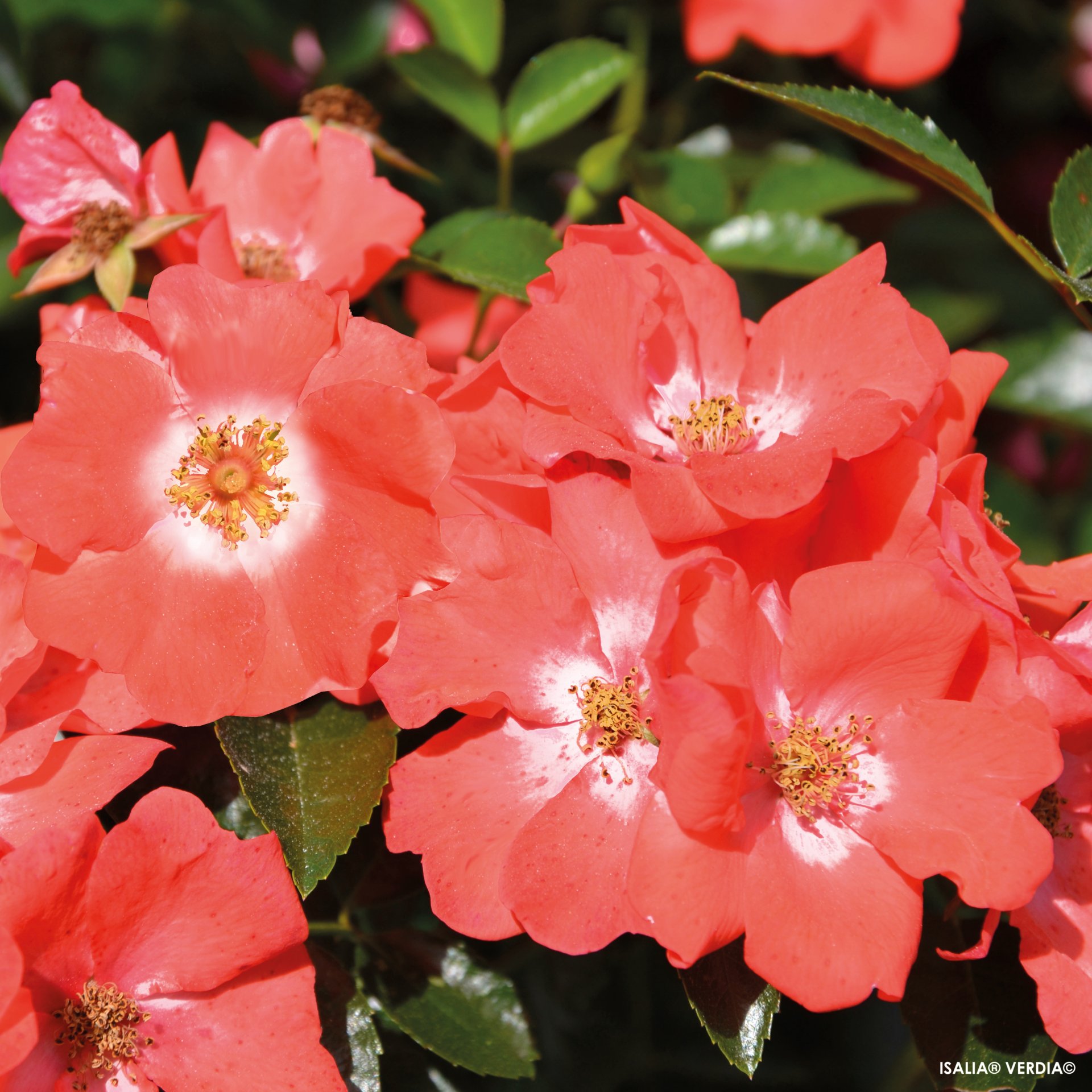 ROSIER décorosier 'Isalia' (rouge orangé) - Photo 1