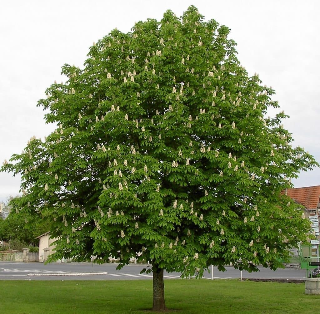 AESCULUS hippocastanum / Marronnier Blanc - Photo 2