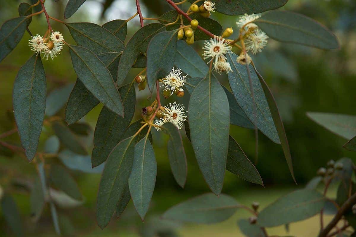 EUCALYPTUS gunnii / Gommier cidre - Photo 1