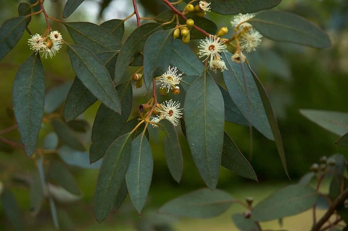 EUCALYPTUS gunnii / Gommier cidre