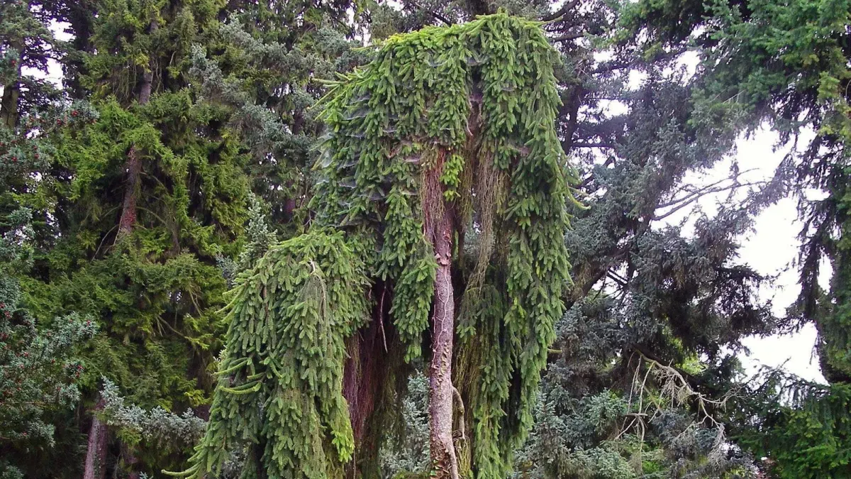 PICEA abies ‘Inversa’  / Sapin inversé 'Inversa' - Photo 5