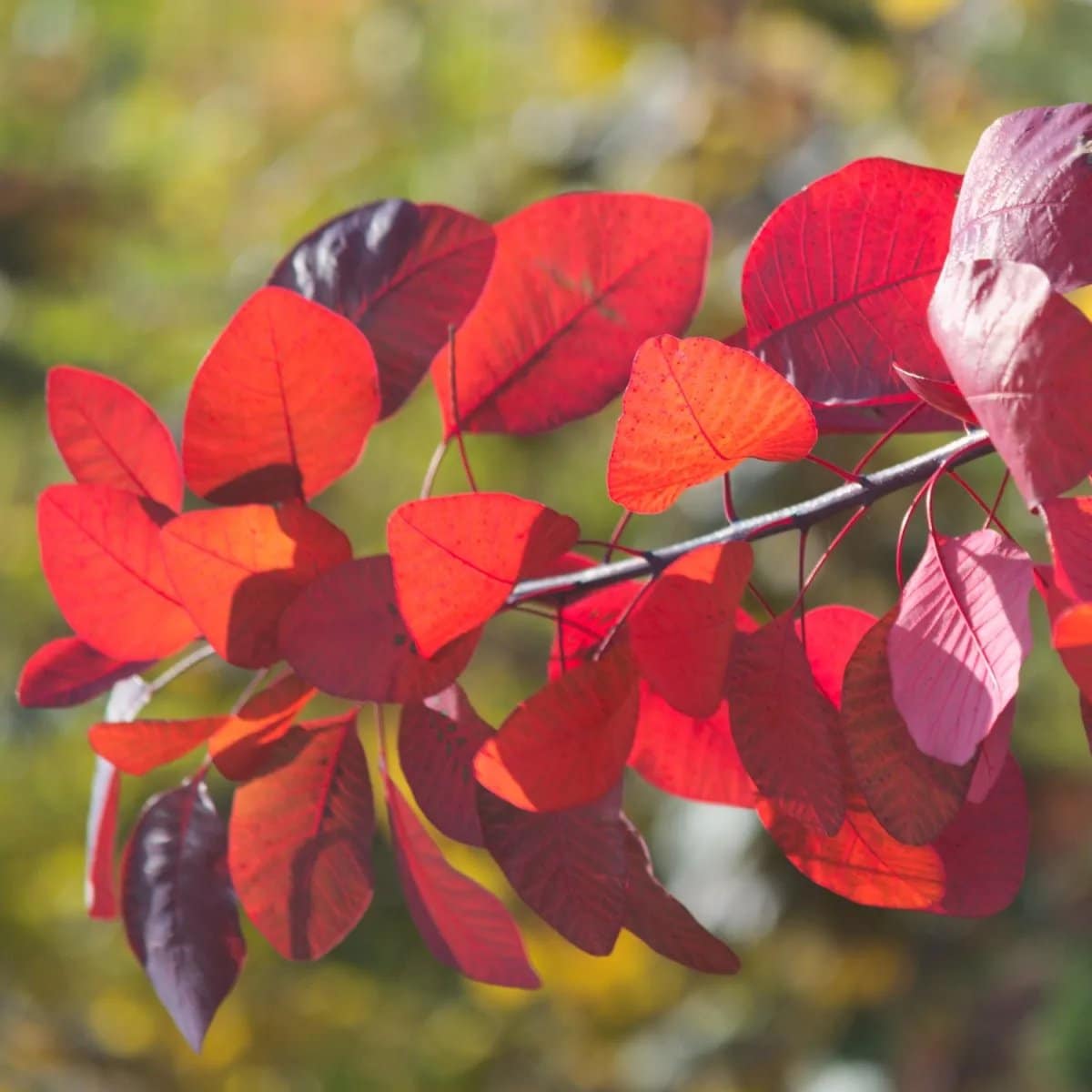 COTINUS 'Flame' / Arbre à perruque 'Flame' - Photo 4