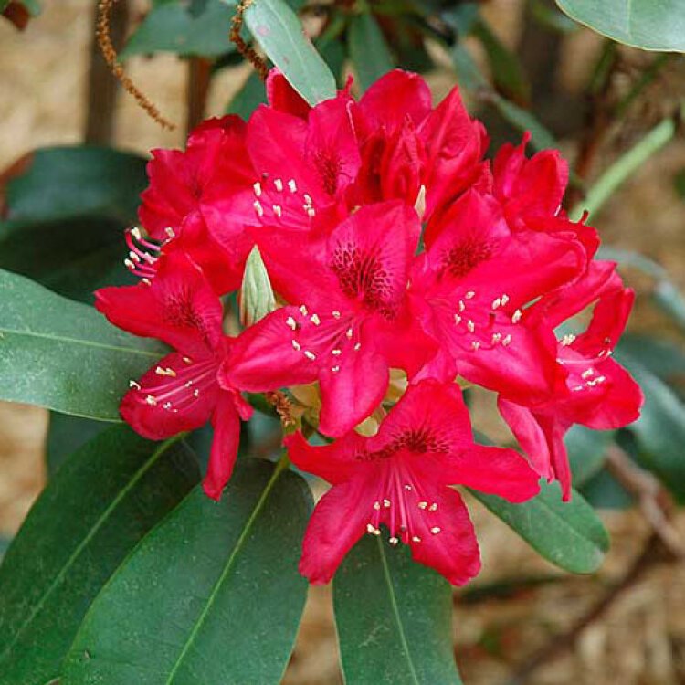 RHODODENDRON 'NOVA ZEMBLA' / Rhododendron 'Nova Zembla' - Photo 1