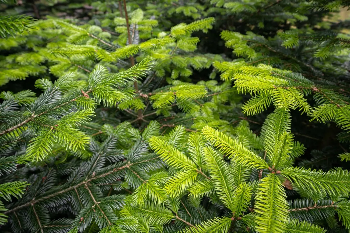 ABIES nordmanniana / Sapin de Nordmann - Photo 3