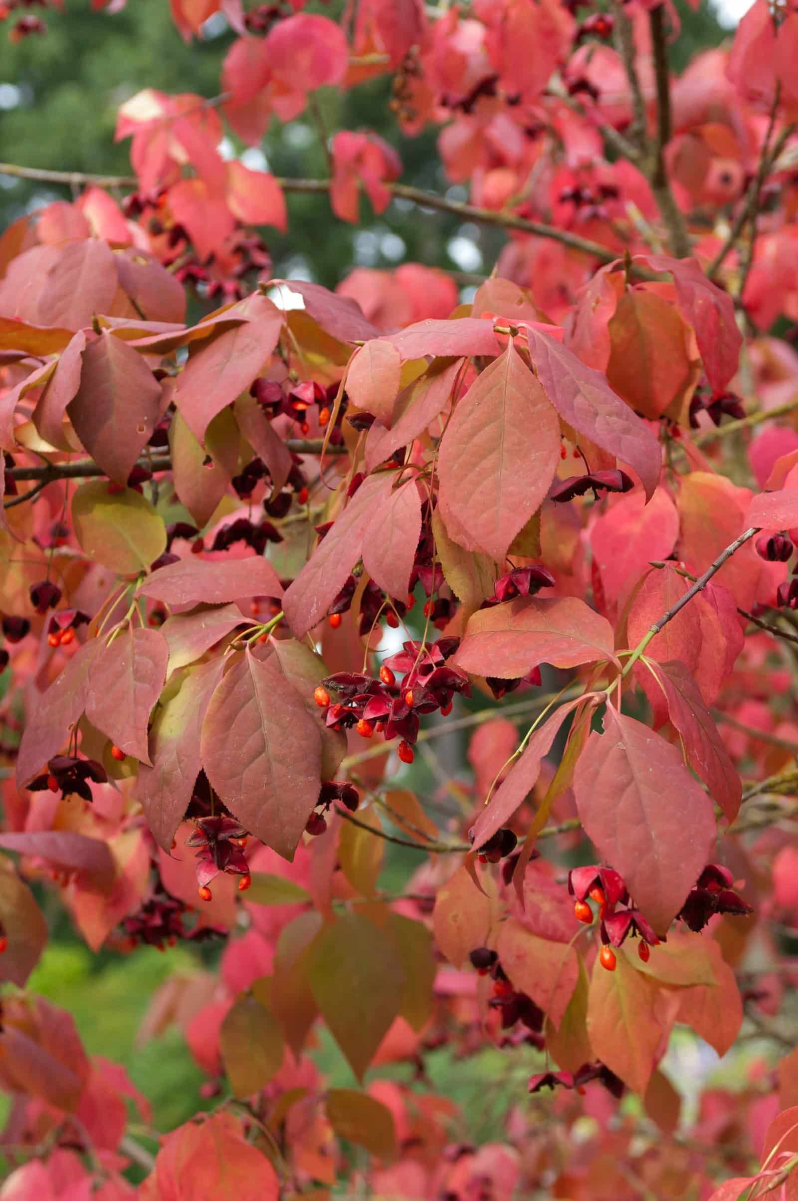 EUONYMUS planipes / Fusain - Photo 3