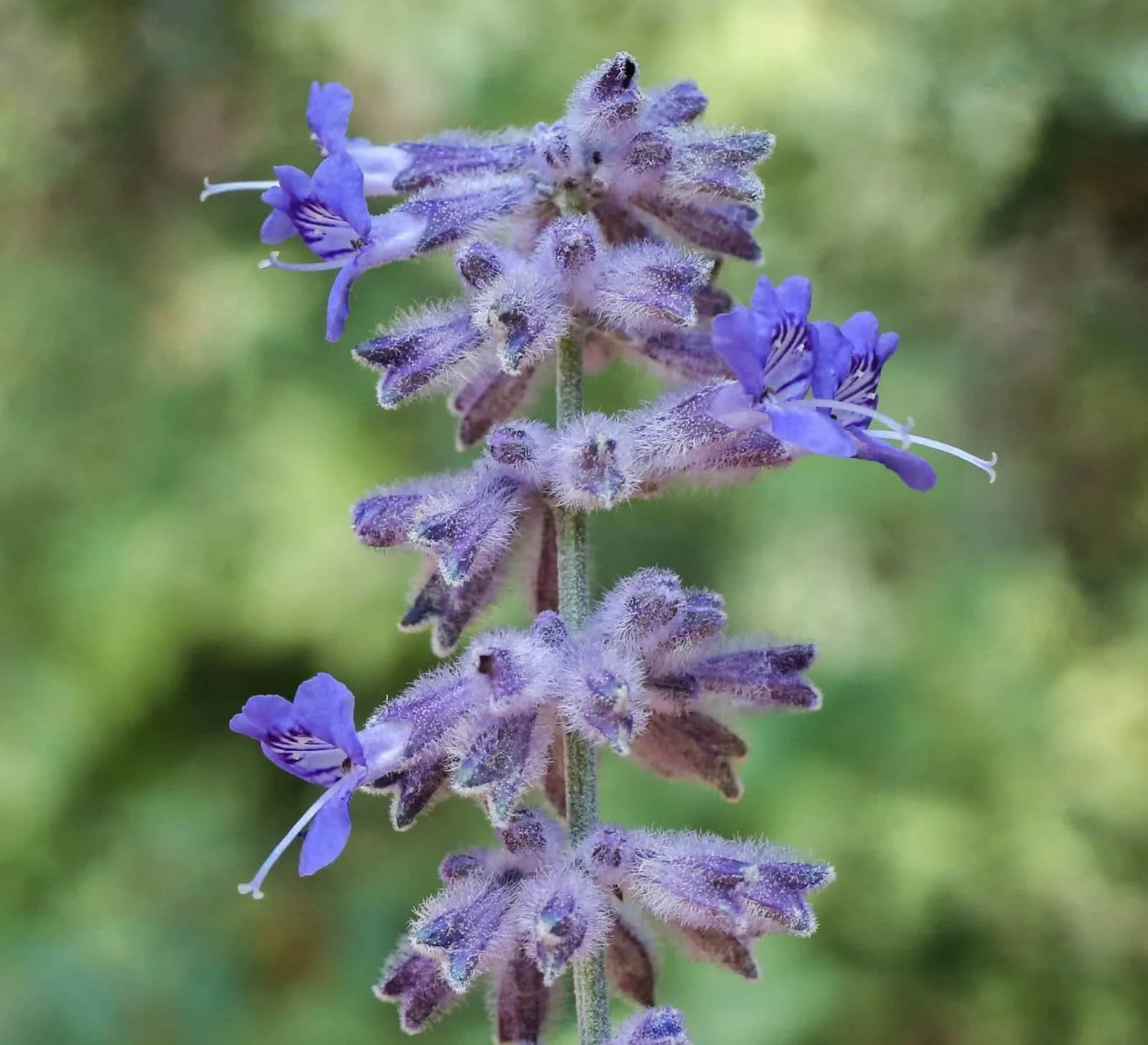 Perovskia atriplicifolia 'Blue Spire' / Sauge d'Afghanistan 'Blue Spire