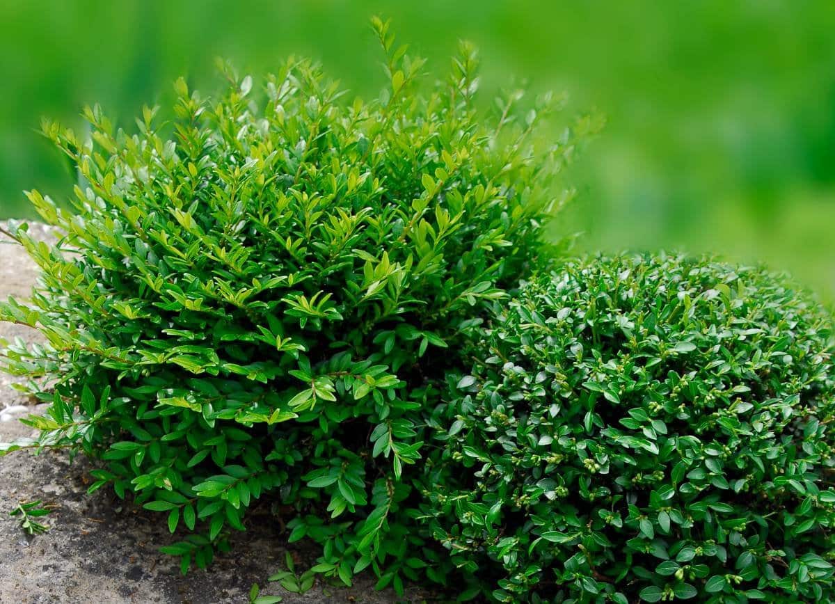 LONICERA nitida ‘Maïgrun’ / Chèvrefeuille à feuilles de buis 'Maigruen' - Photo 1