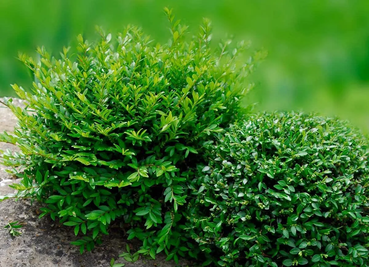 LONICERA nitida ‘Maïgrun’ / Chèvrefeuille à feuilles de buis 'Maigruen'