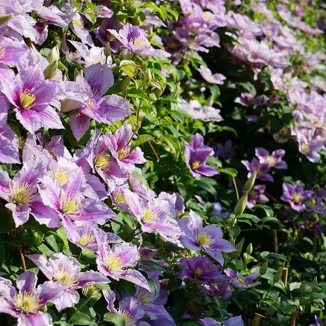 Clématite 'Piilu' - clematis - Photo 3