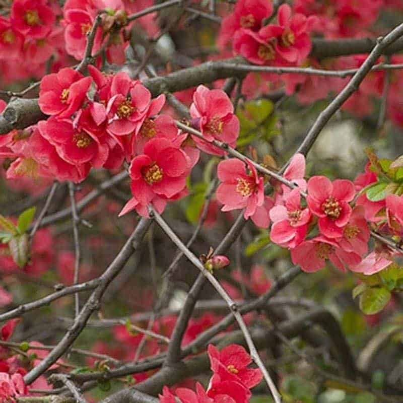 CHAENOMELES speciosa ‘Nicoline’ / Cognassier du Japon 'Nicoline - Photo 3