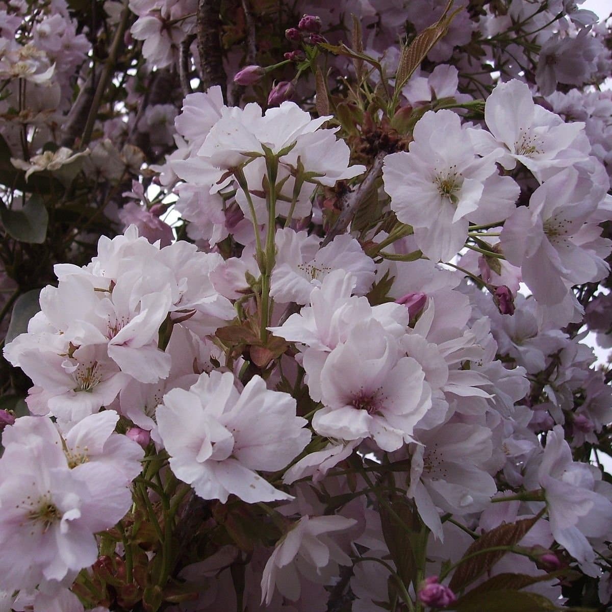 PRUNUS serrulata Amanogawa’ / Cerisier du Japon colonnaire - Photo 3