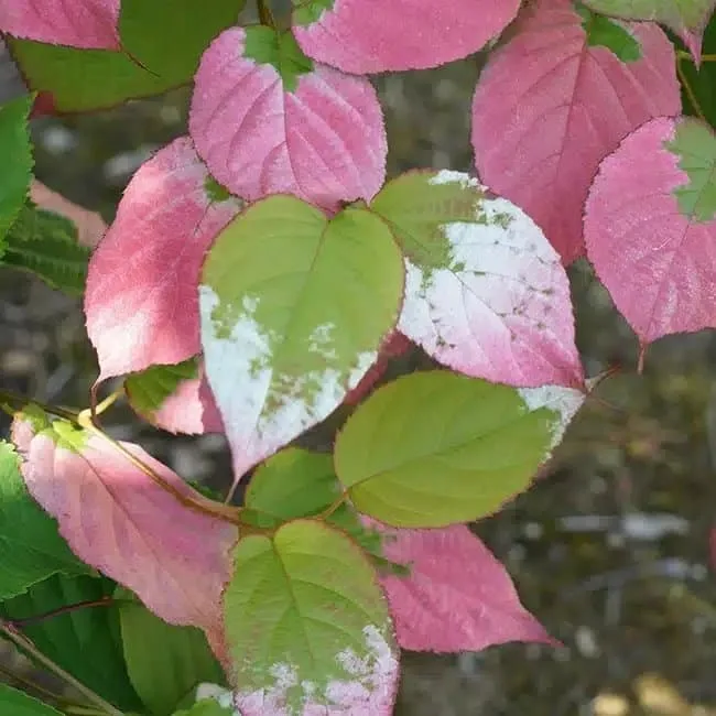 Kiwi arctique - actinidia kolomikta