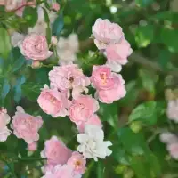 Rosier de Banks ‘Rosea’ - rosa banksiae - Photo 5