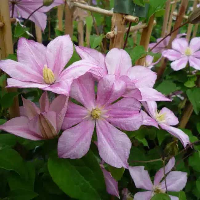 CLEMATIS 'Caroline' - Clématite 'Caroline' - Photo 1