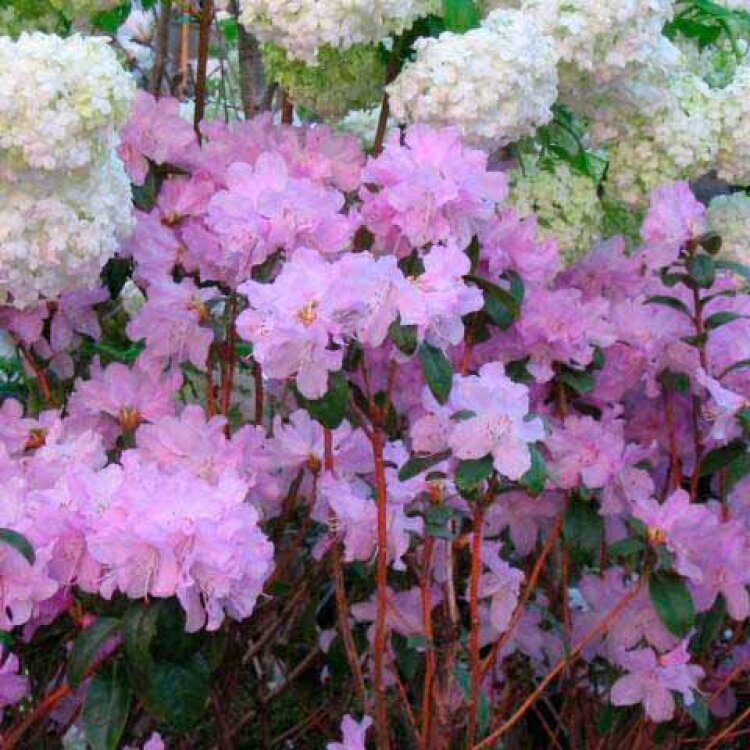 RHODODENDRON 'PRAECOX' / Rhododendron 'Praecox' - Photo 1