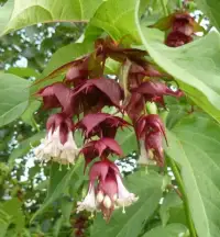 LEYCESTERIA formosa / Arbre aux faisans - Photo 3