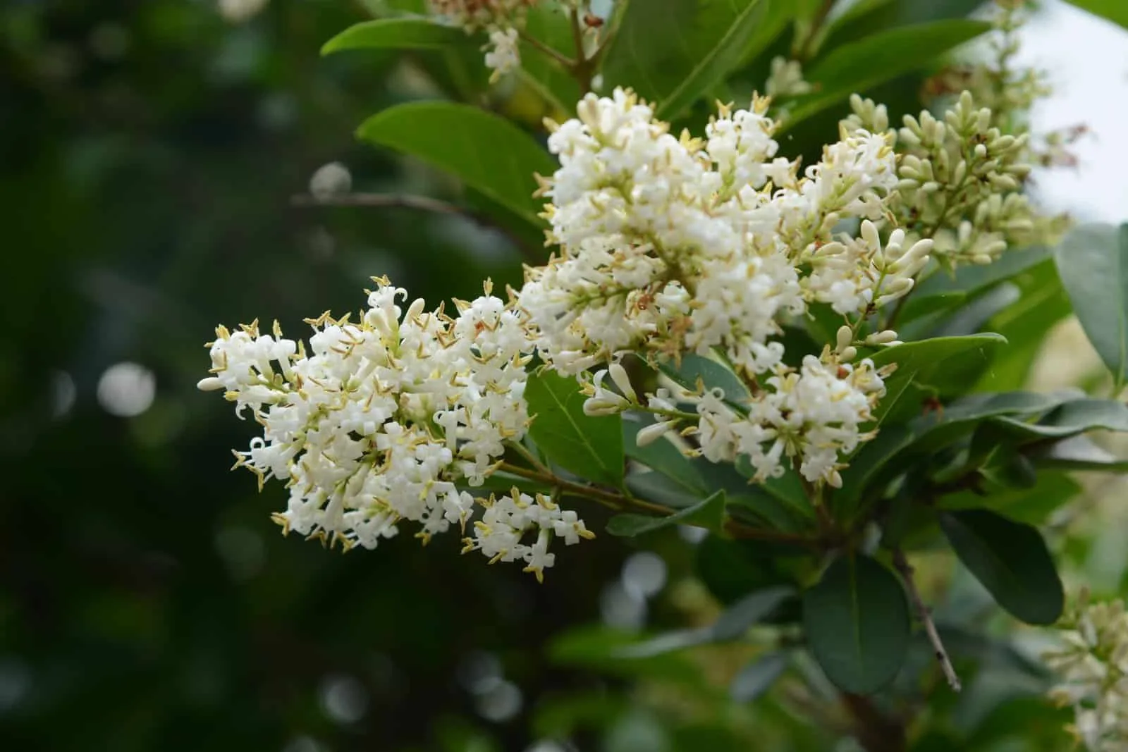 VIBURNUM odoratissimum / Viorne odoratissimum