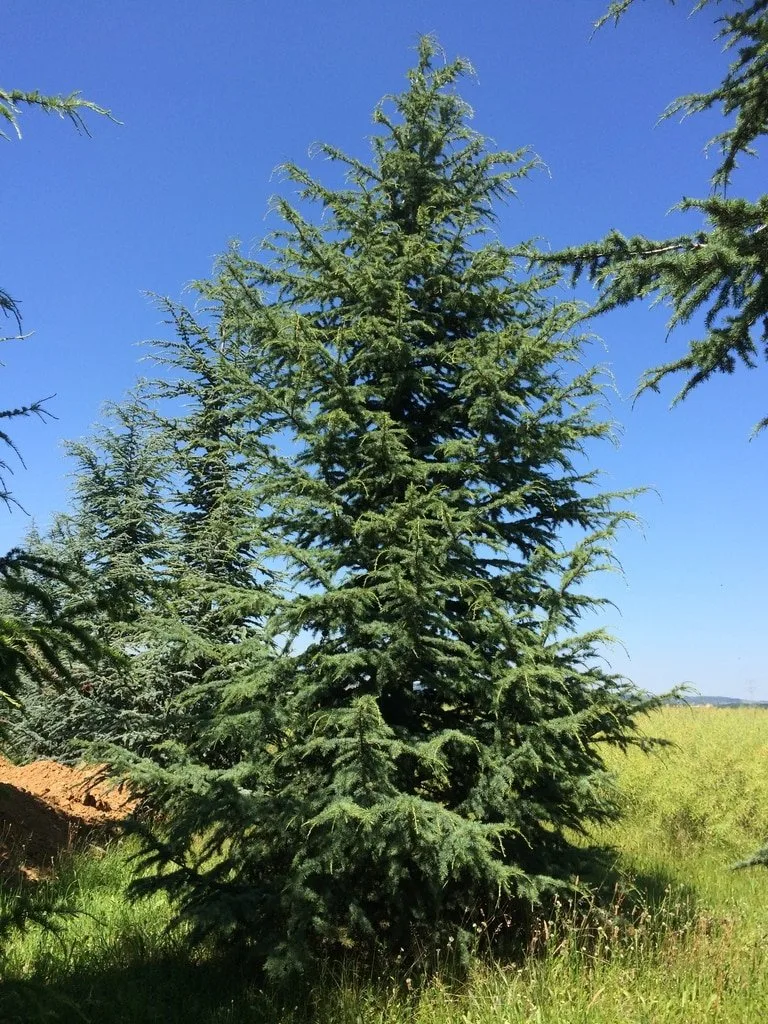 CEDRUS libani / Cèdre du Liban