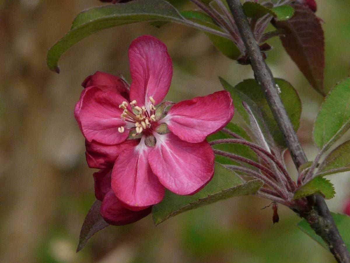 MALUS floribunda 'Nicoline' / Pommier à fleurs - Photo 1