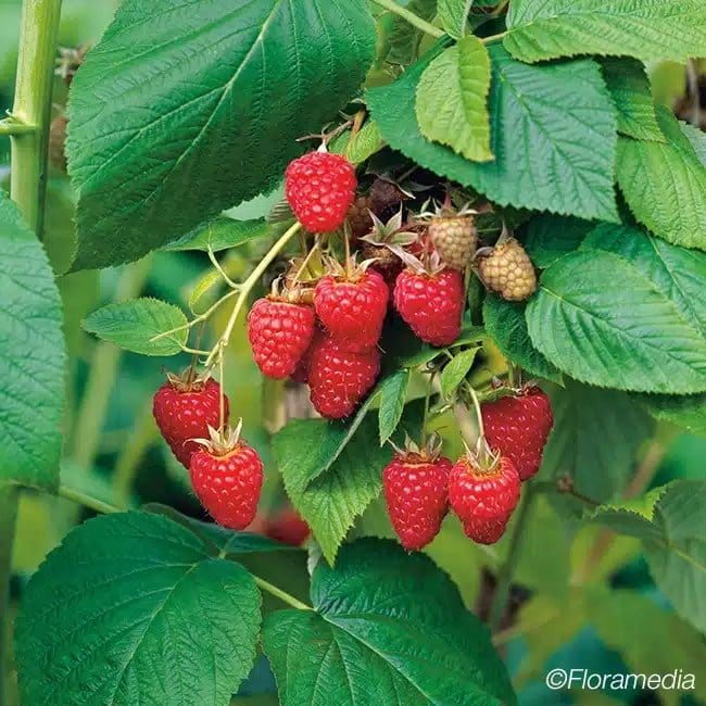 Framboisier non remontant 'Tulameen' - rubus idaeus - Photo 1