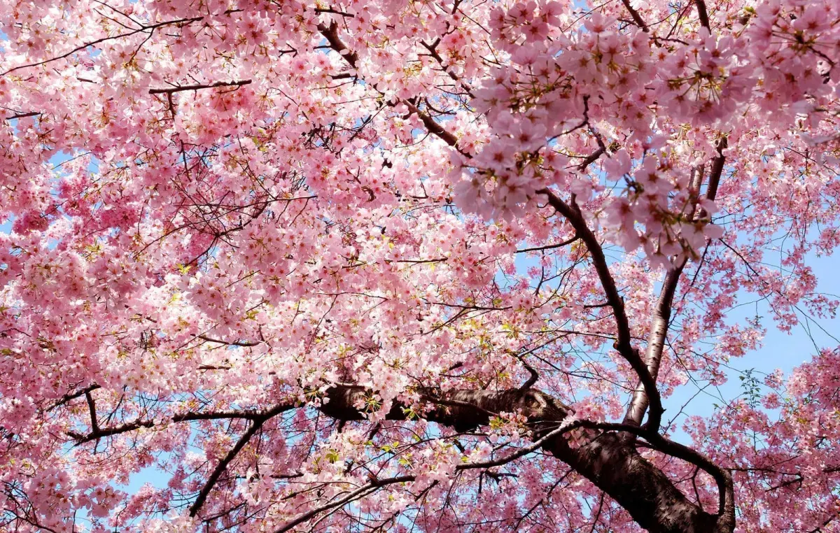 PRUNUS cerasifera ‘Pissardii’ / Cerisier à fleurs - Photo 3