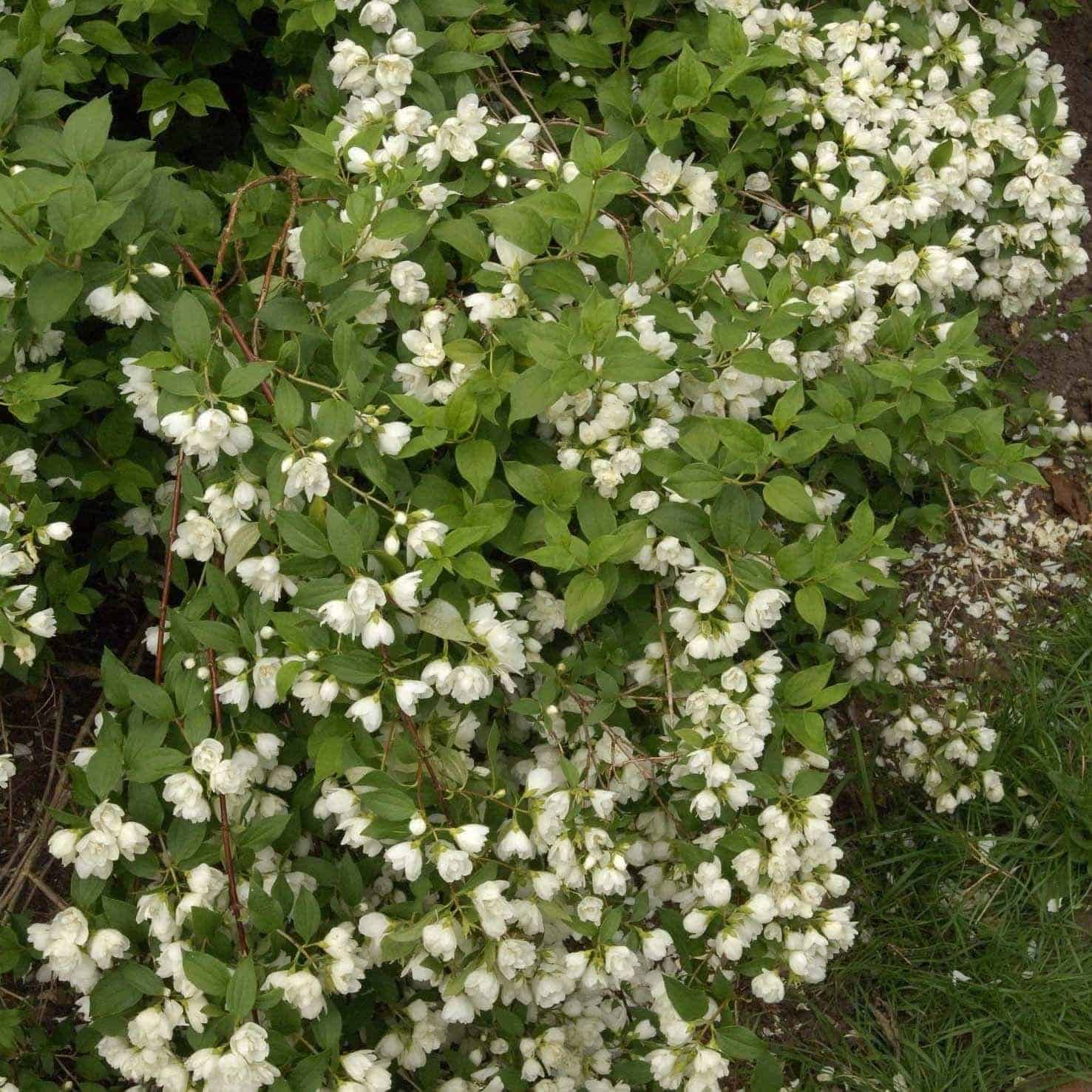 PHILADELPHUS ‘Manteau d’Hermine’ / Seringat 'Manteau d'Hermine' - Photo 3