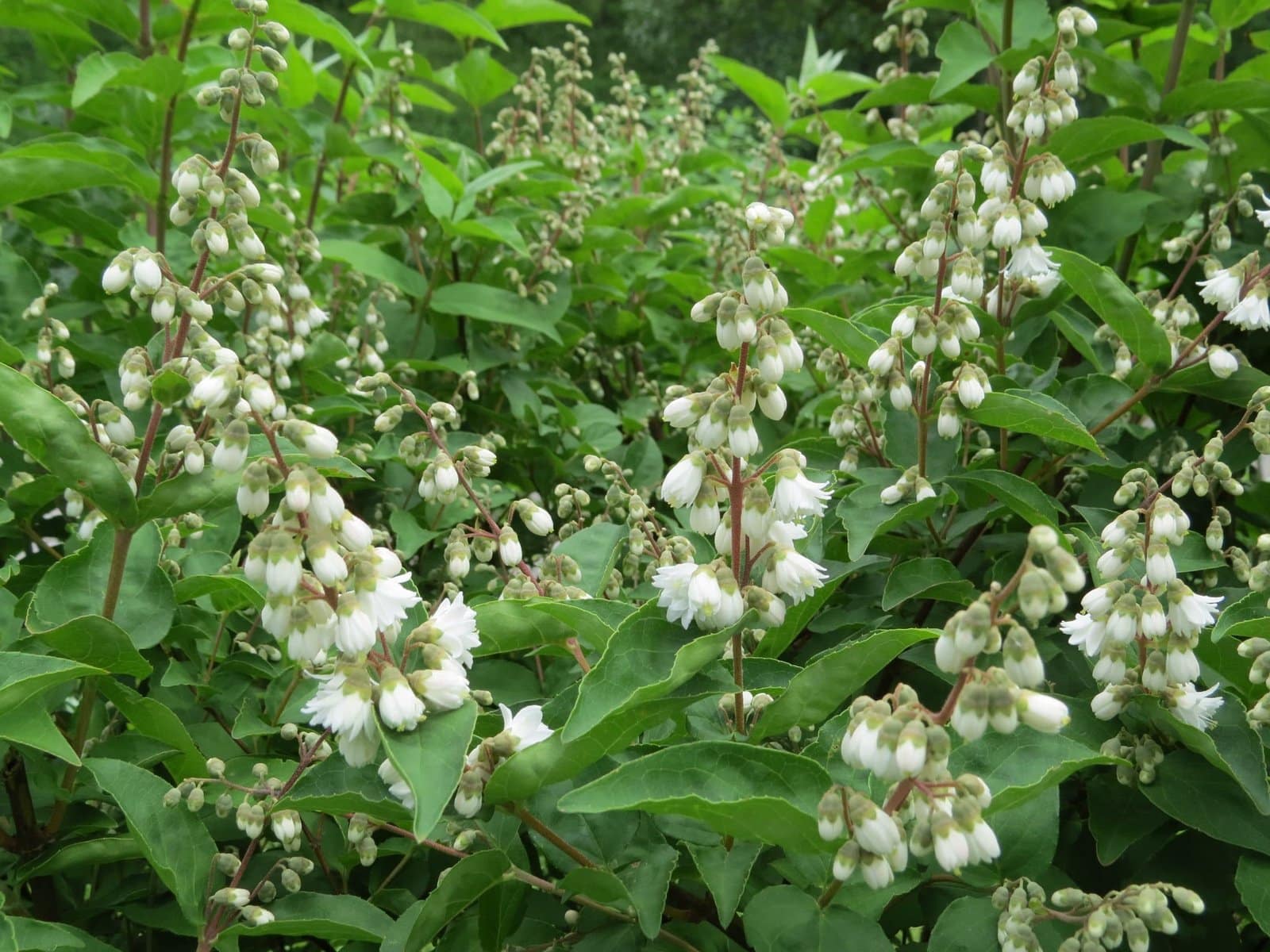 Deutzia scabra ‘Pride of Rochester’ / Deutzia scabra 'Pride Of Rochester' - Photo 2