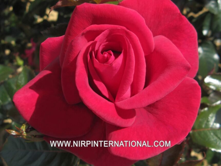 ROSIER grimpant 'Le grand huit' - Photo 1