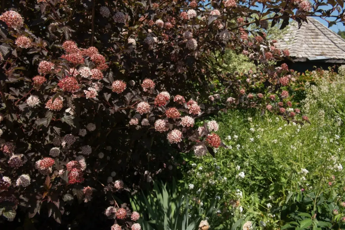 PHYSOCARPUS opulifolius 'Diable d'or' / Physocarpe à feuilles pourpre - Photo 1