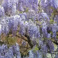 Glycine de Chine bleue - wisteria sinensis - Photo 1