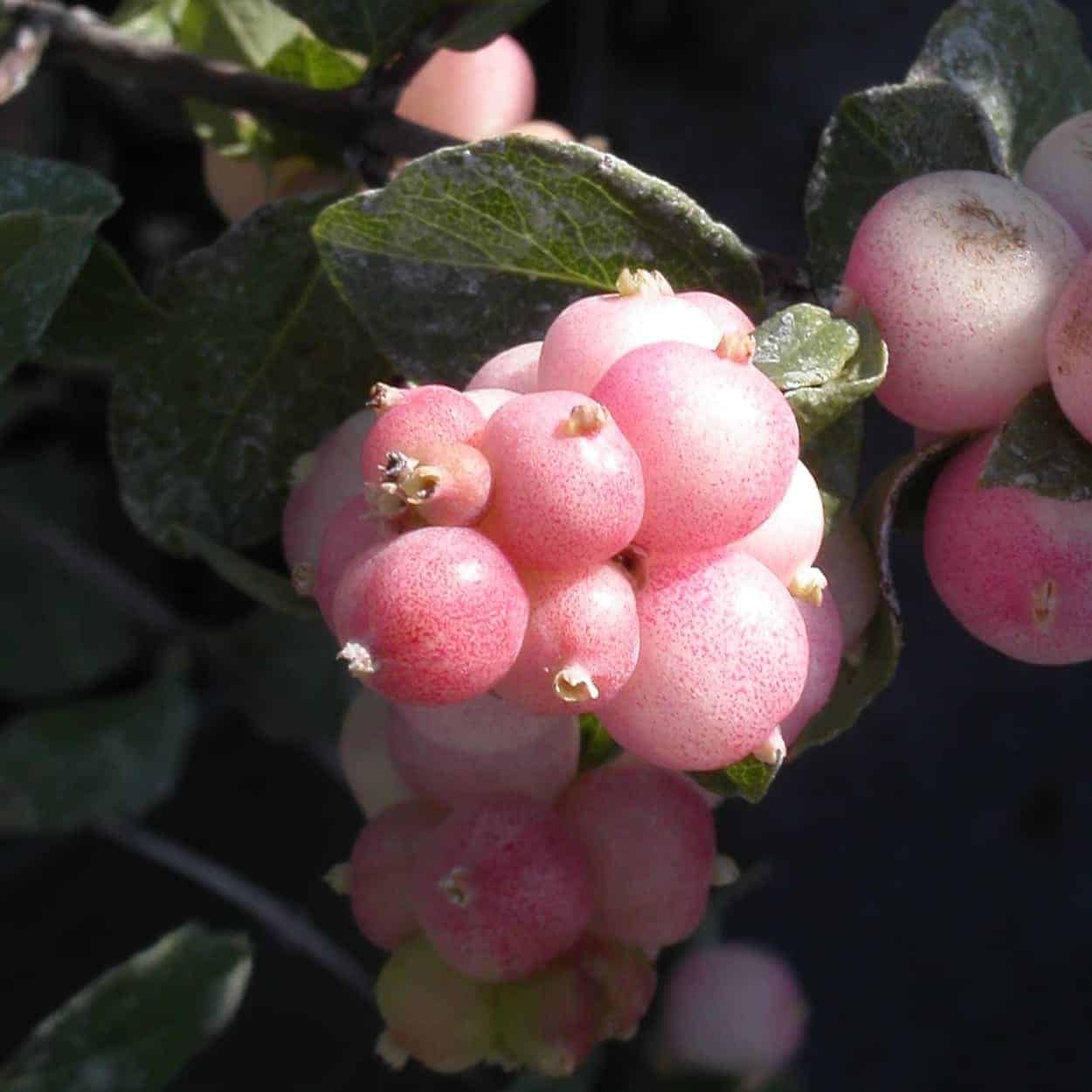 SYMPHORICARPOS x doorenbosii ‘Mother of Pearl’ / Symphorine 'Mother Of Pearl' - Photo 2