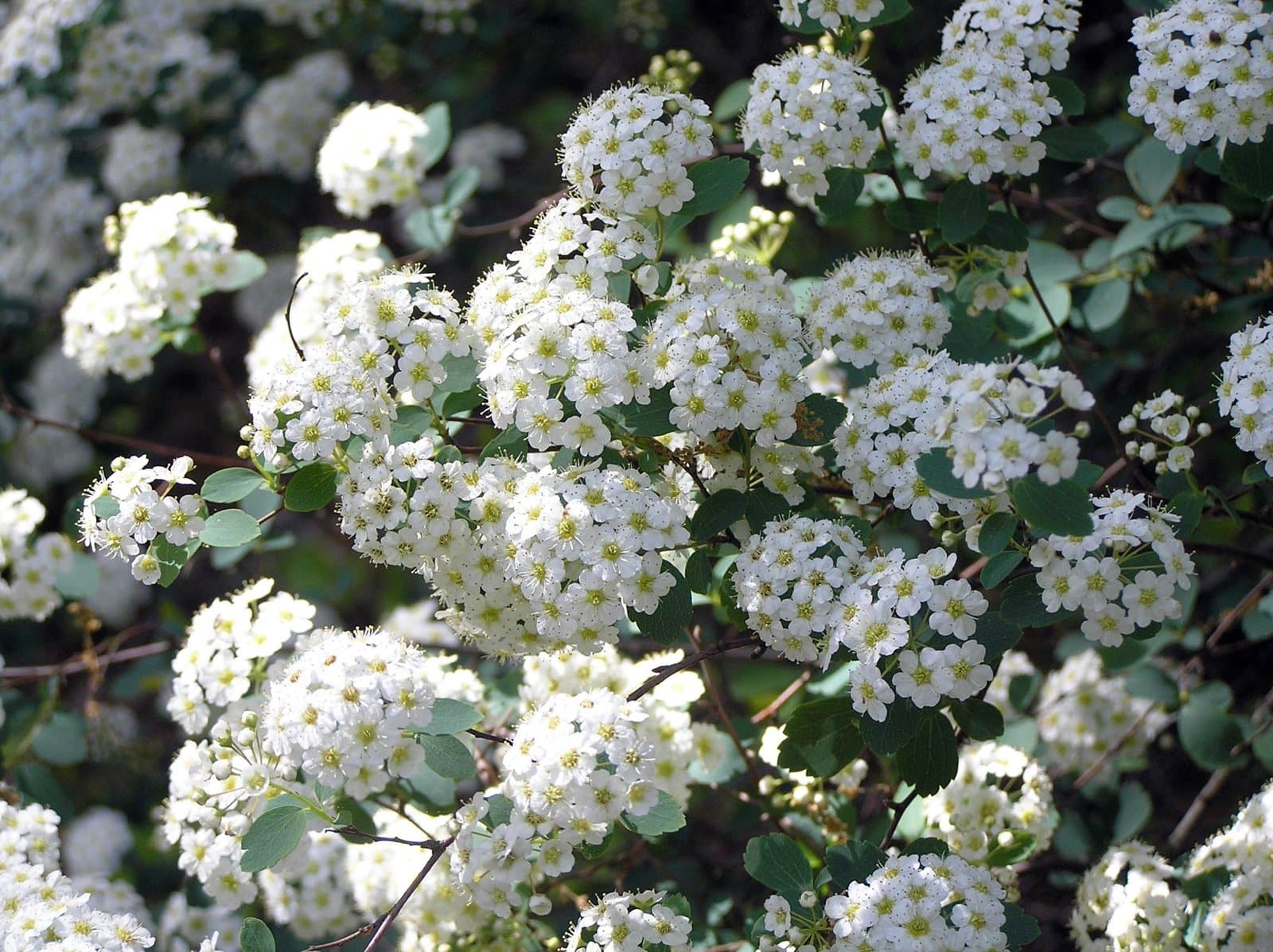 SPIRAEA x vanhouttei / Spirée de vanhoutte - Photo 3