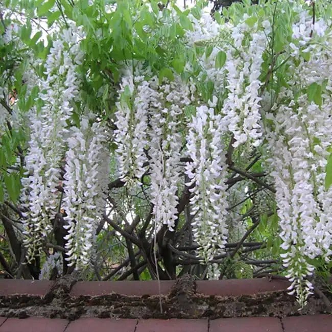 Glycine du Japon 'Alba' - wisteria floribunda - Photo 3