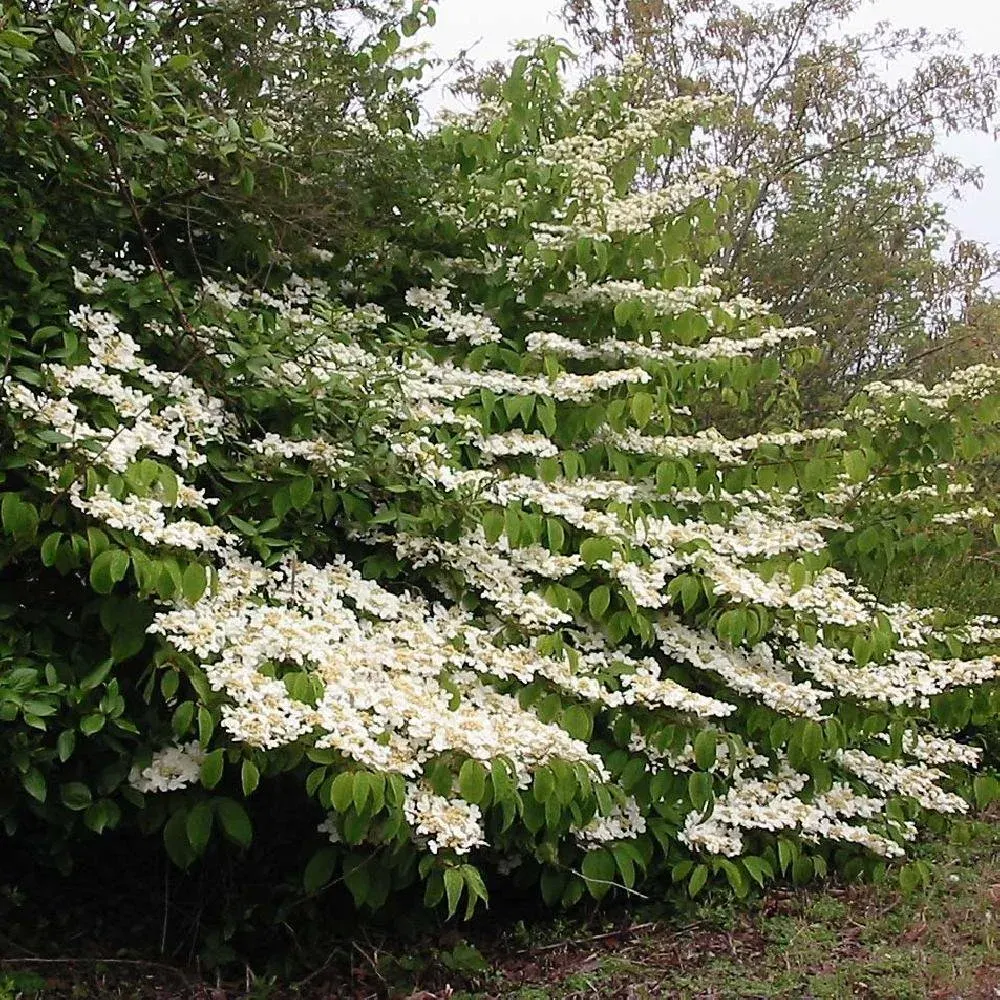 VIBURNUM plicatum ‘Mariesii’ / Viorne de Chine 'Mariesii'