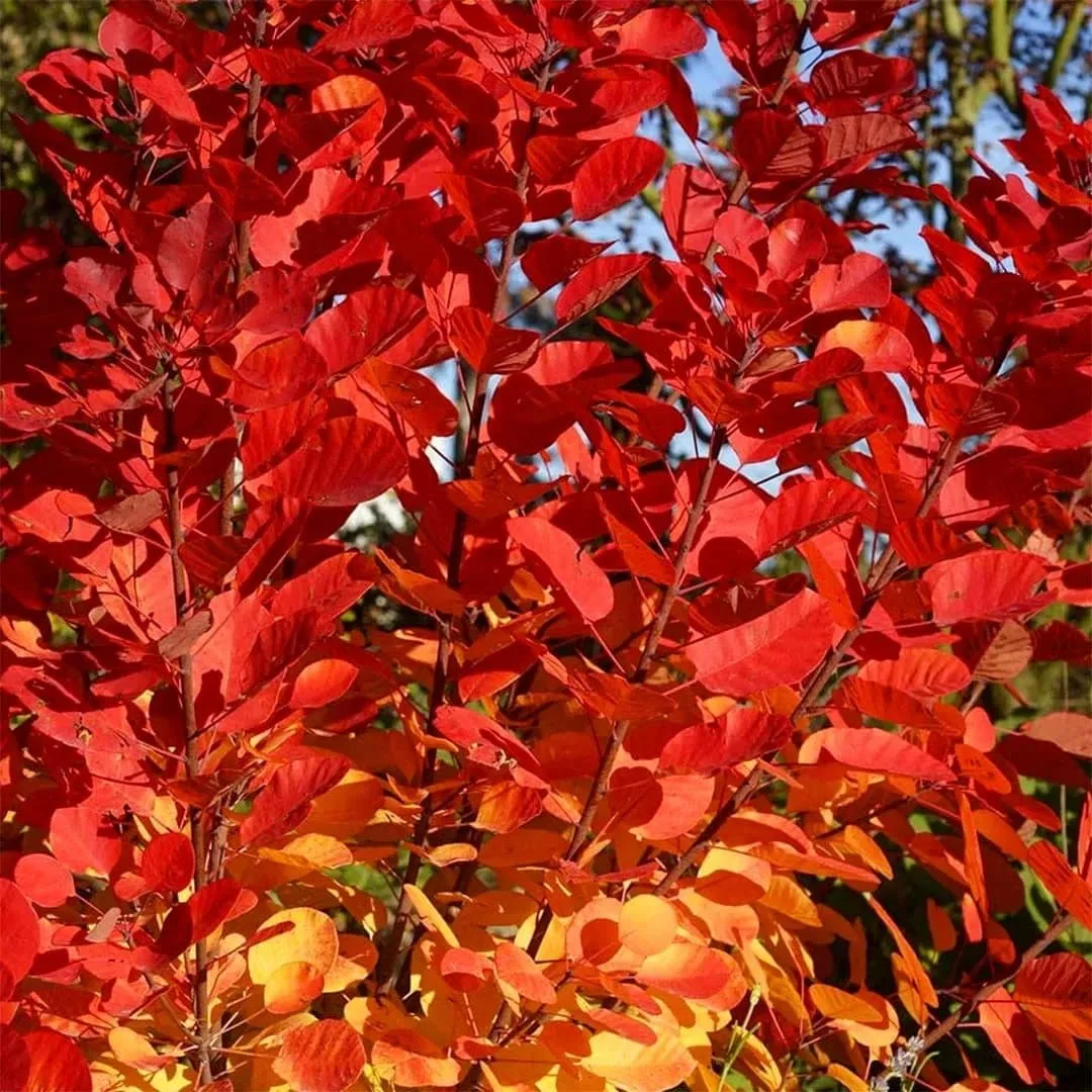 COTINUS 'Flame' / Arbre à perruque 'Flame'