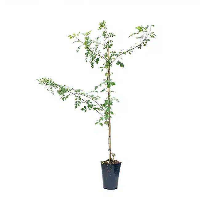 BIGNONE du Cap - tecoma capensis - Photo 3