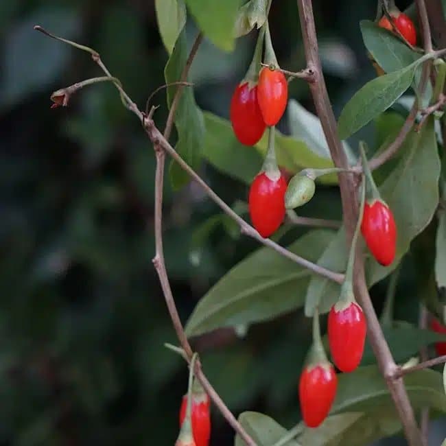 LYCIUM Barbarum - Baie de Goji - Photo 1