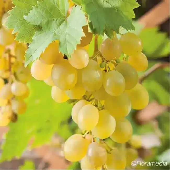 Vigne 'Muscat d'Alexandrie' - vitis vinifera