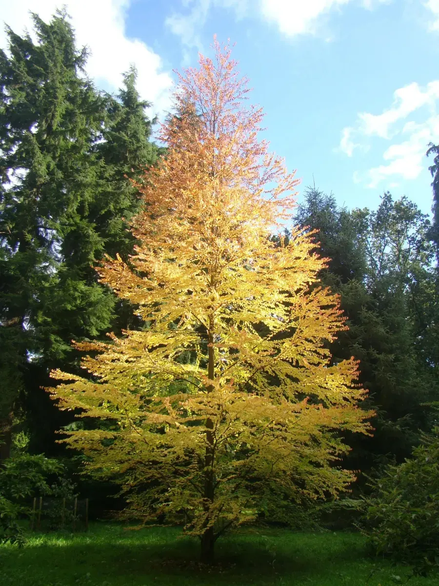 CERCIDIPHYLLUM japonicum / Arbre à caramel - Photo 1